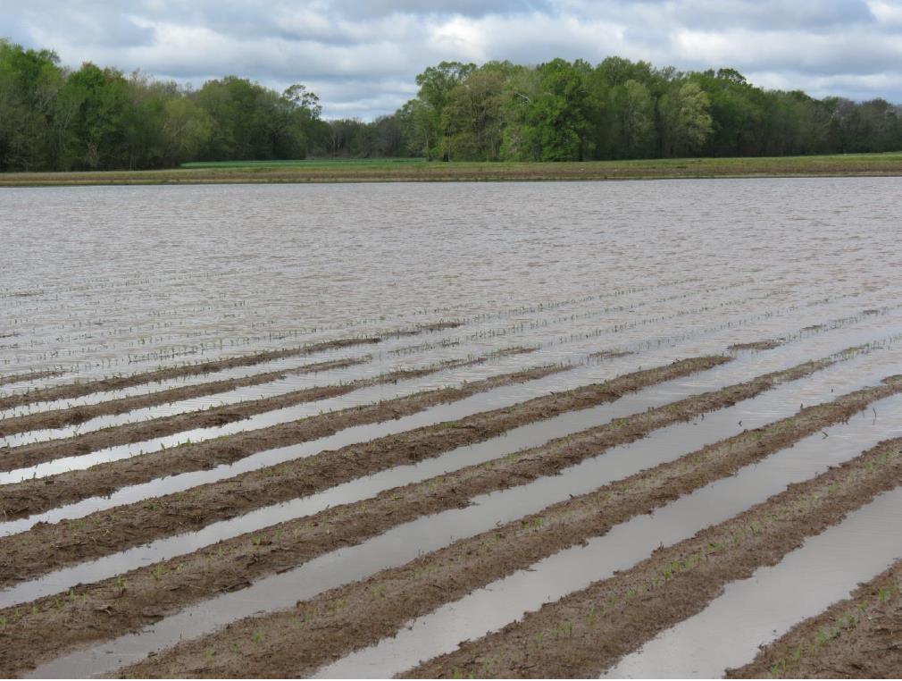 Impact of Flooding on Louisiana Corn Fields